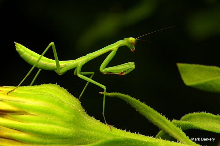 Mantis, keeps the hungry Grasshoppers in check, naturally ...