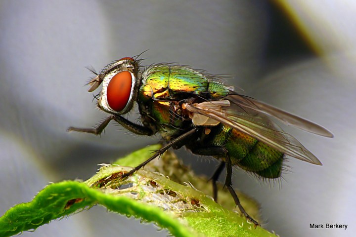 Flies, love the compost heap. Also attract predators, another form of life in the wild little nature.