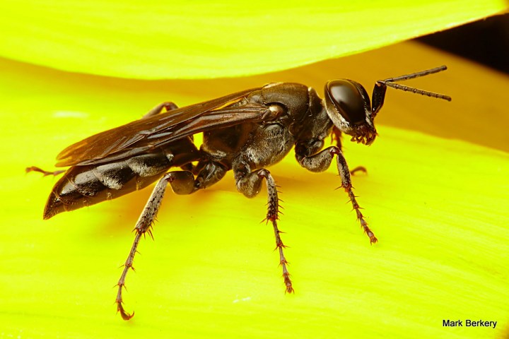 This one came in the house one night and I caught it when it landed, put it on a Sunflower and got a few shots - no idea what it is, Sawfly maybe ...