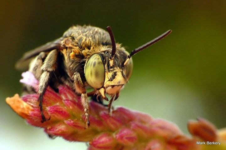 P1060921 - Mark Berkery