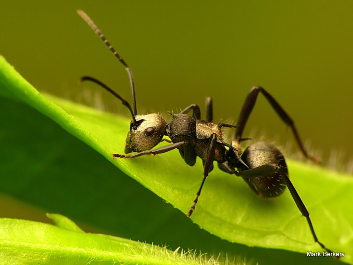 P1070182 - Mark Berkery