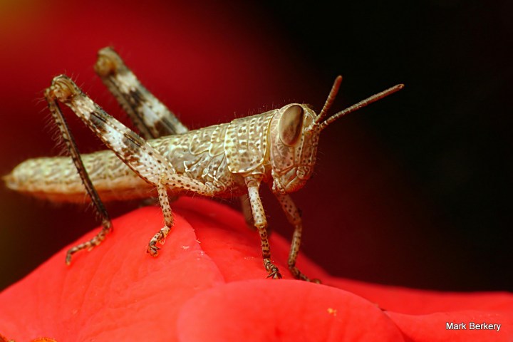 P1070298 - Mark Berkery