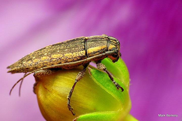 P1070661 - Mark Berkery