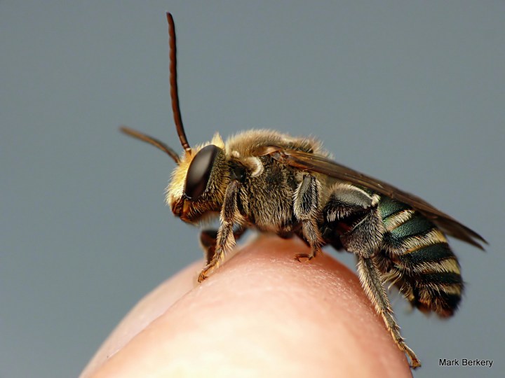 P1070395 - Mark Berkery