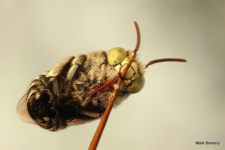 P1070506 - Mark Berkery