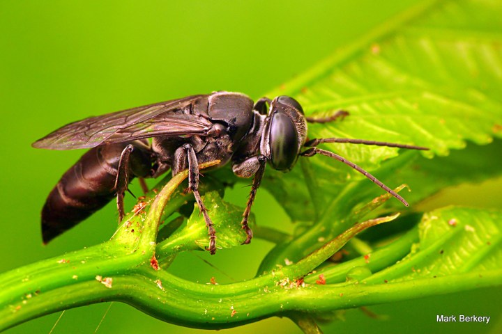 P1070716 - Mark Berkery