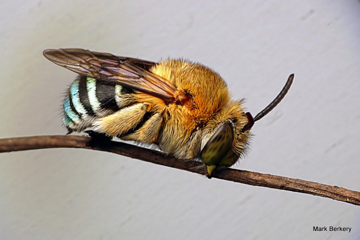 P1070852 - Mark Berkery