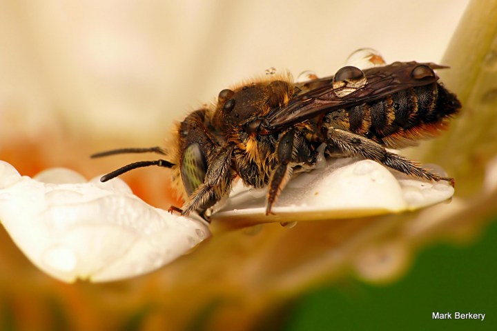 P1080238 - Mark Berkery