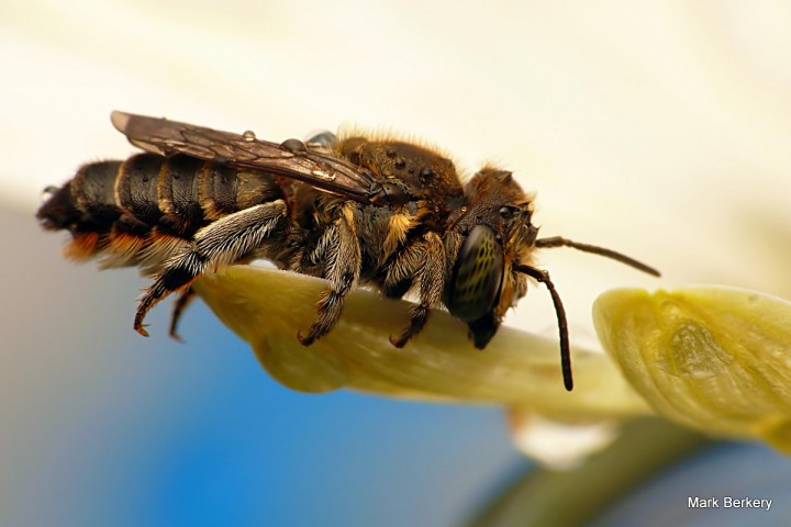 P1080347 - Mark Berkery