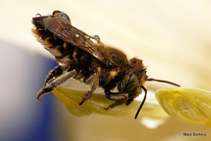 P1080375 - Mark Berkery