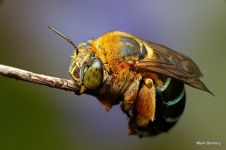 P1080598 - Mark Berkery