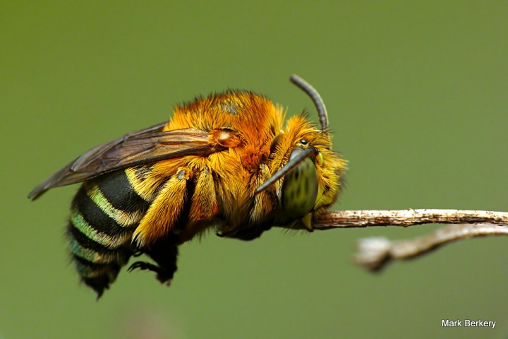 P1080863 - Mark Berkery