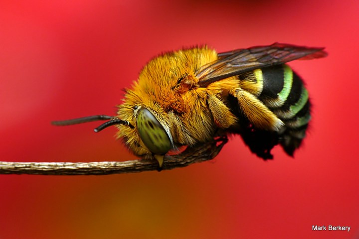 P1080125 - Mark Berkery