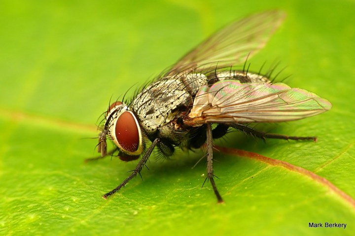 1-P1030404 - Mark Berkery