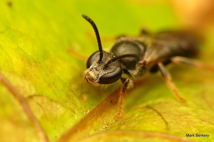 1-P1090243 - Mark Berkery