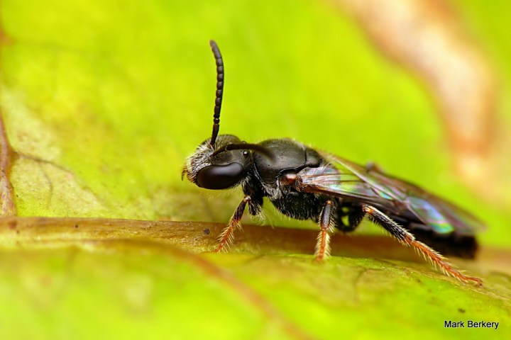 3-P1090237 - Mark Berkery