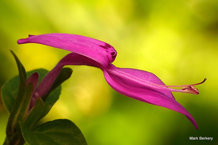 3-[000012] - Mark Berkery