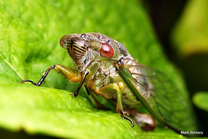 5-_1040395 - Mark Berkery