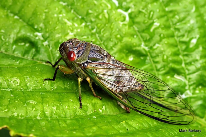 7-_1040387 - Mark Berkery