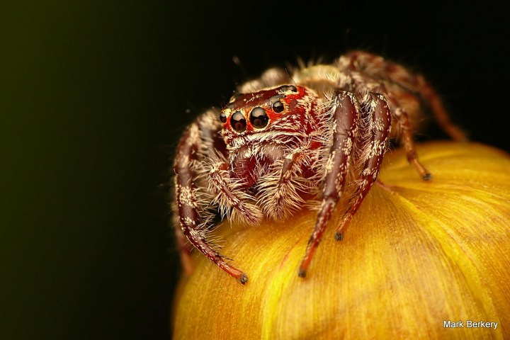 2-P1060041 - Mark Berkery