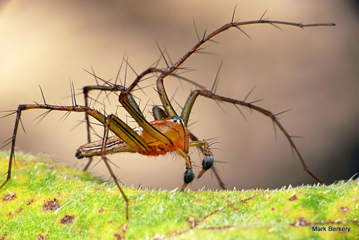 4-P1060585 - Mark Berkery