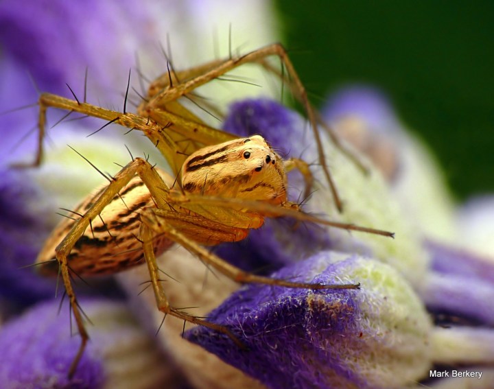 5-P1070069 - Mark Berkery