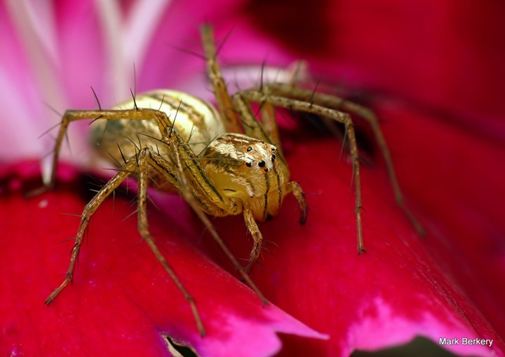 7-P1080615 - Mark Berkery