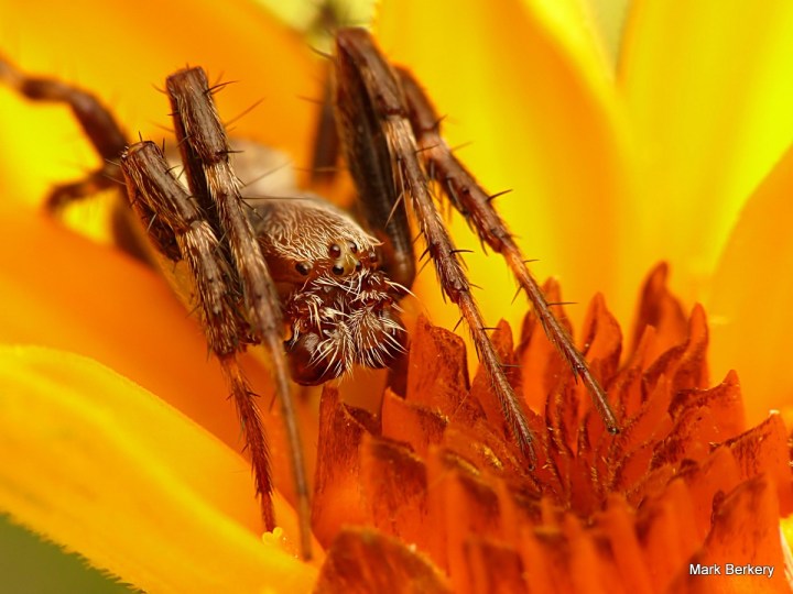 2-P1060760-001 - Mark Berkery