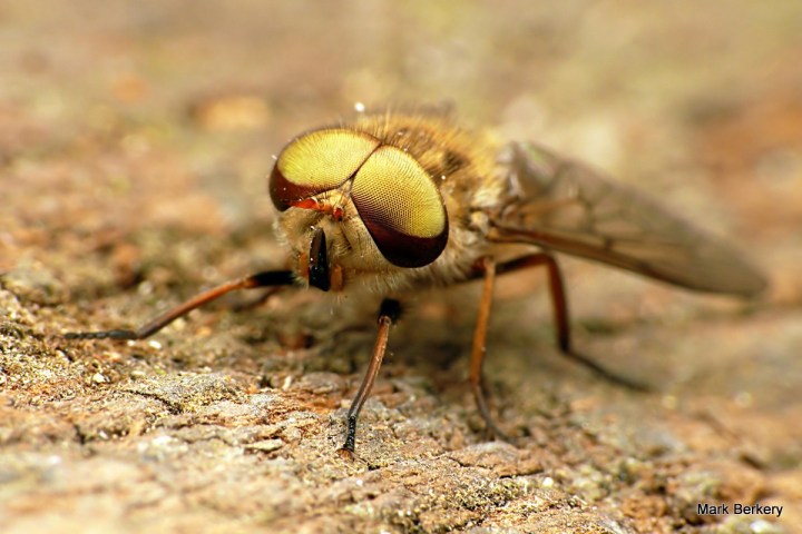 P1040349 - Mark Berkery