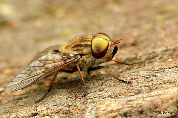 P1040352 - Mark Berkery