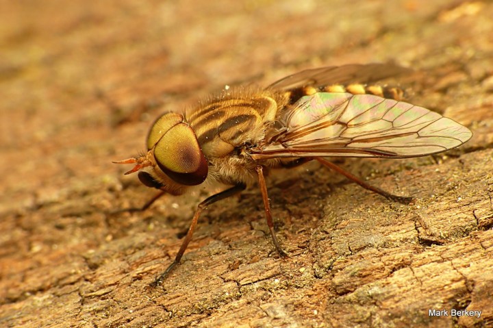 P1040354-001 - Mark Berkery