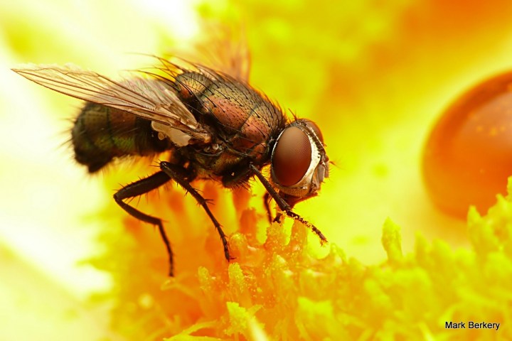 P1040076-002 - Mark Berkery