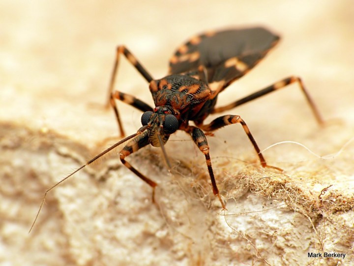 P1040303-002 - Mark Berkery