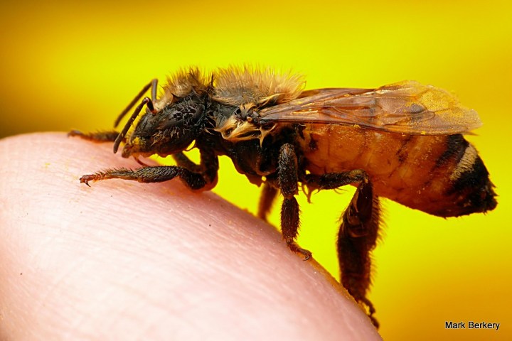 P2220279 - Mark Berkery