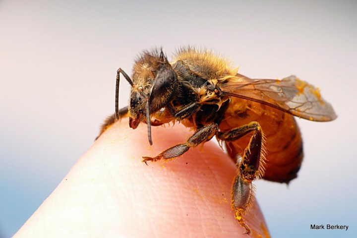 P2220299 - Mark Berkery