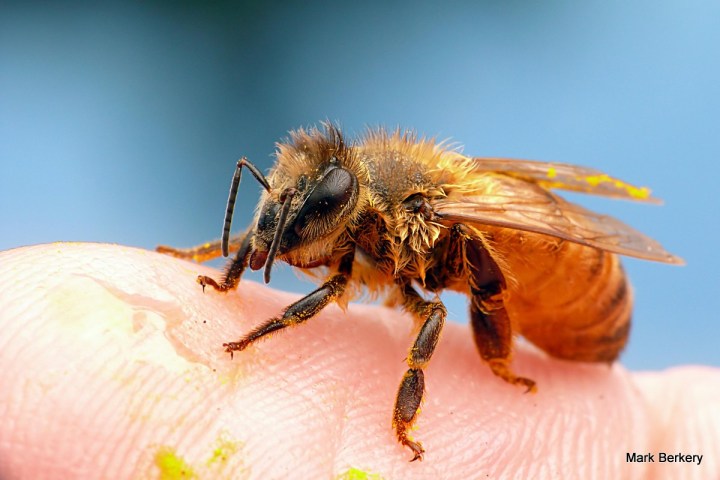 P2220311 - Mark Berkery