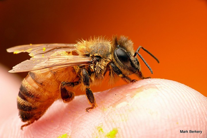 P2220321 - Mark Berkery