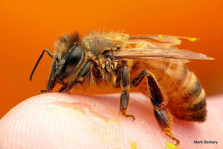 P2220323 - Mark Berkery