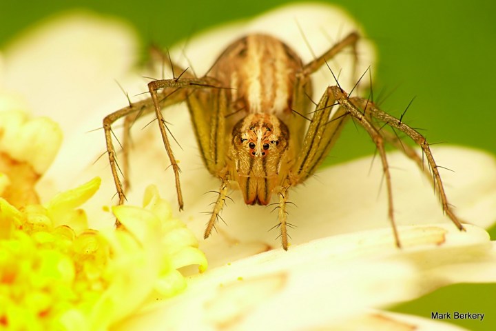 P1060497-001 - Mark Berkery