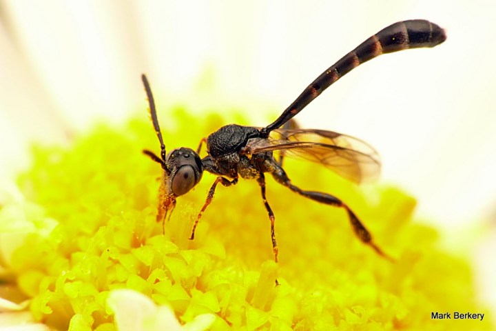 P1060619-001 - Mark Berkery