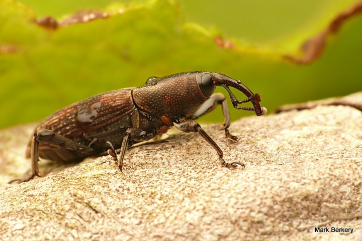 P2220367 - Mark Berkery