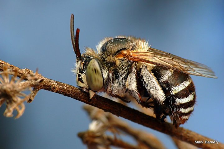 P1070279-001 - Mark Berkery