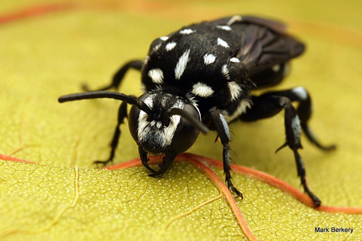 P1070382-001 - Mark Berkery