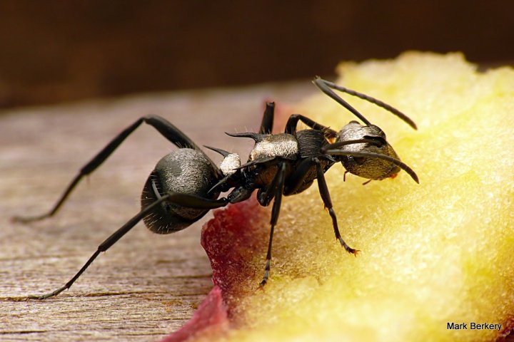 P1070627-001 - Mark Berkery