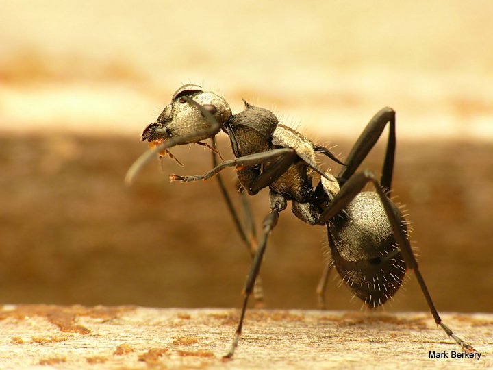 P1070638 - Mark Berkery