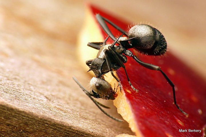 P1070641-001 - Mark Berkery