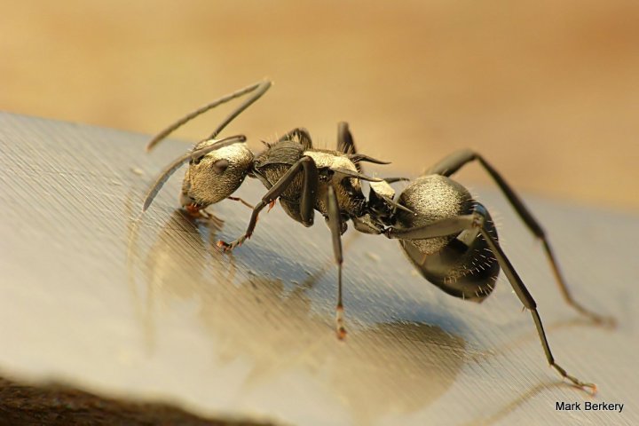 P1070664-001 - Mark Berkery