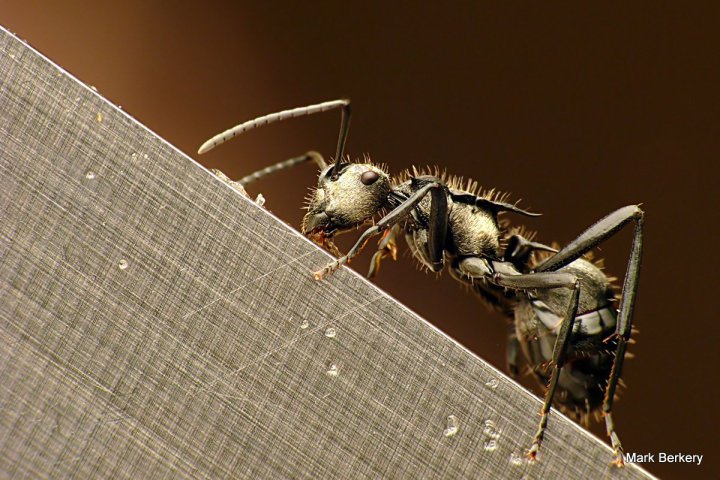 P1070691 - Mark Berkery