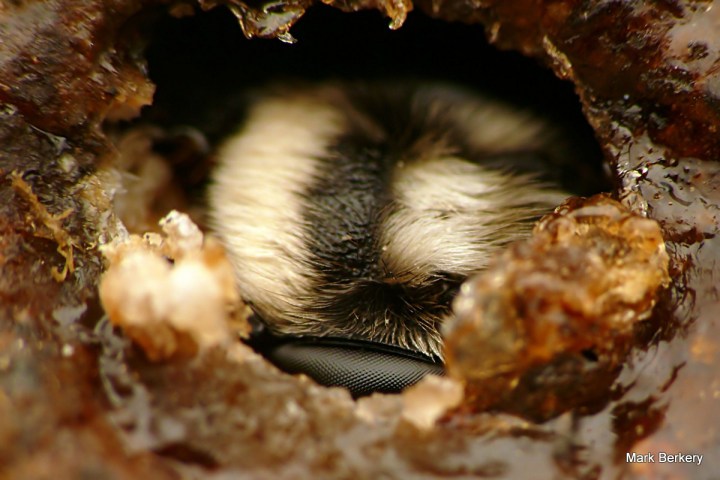 P2220240 - Mark Berkery