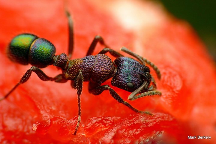 P1080061-001 - Mark Berkery